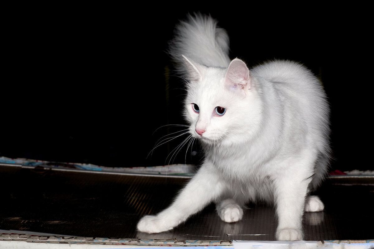 Турецкая ангора кот серый