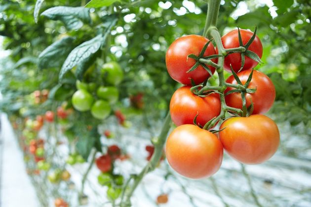 Можно ли выращивать огурцы и помидоры вместе в одной теплице