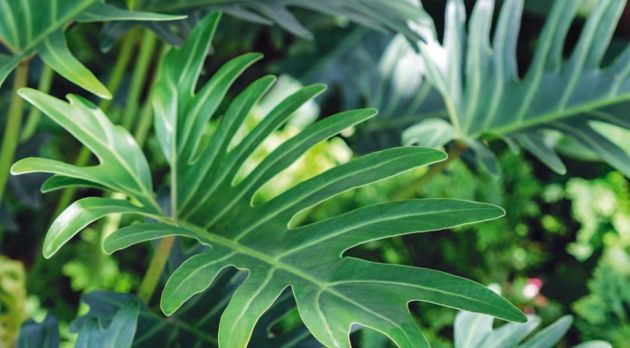 3 необычных тенелюбивых растения для вашего сада