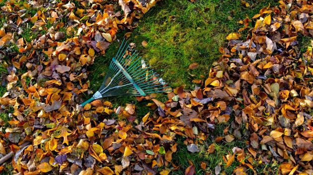 5 причин, по которым не стоит убирать опавшие листья в саду