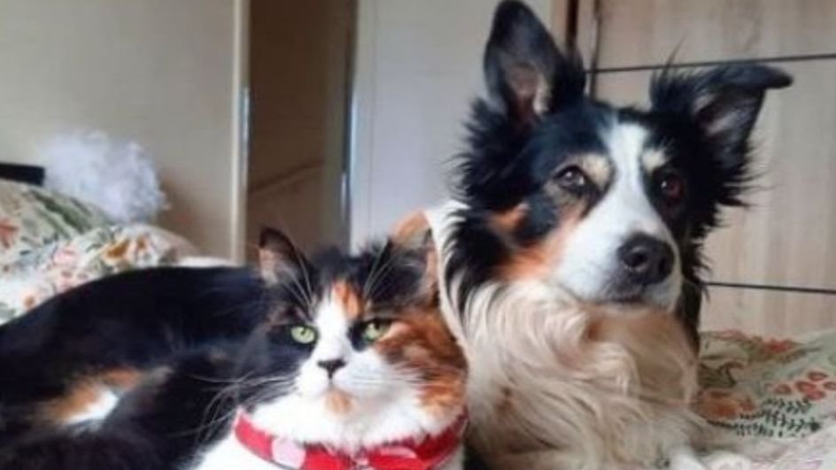 История о замечательной дружбе одной собаки и котёнка, которые похожи друг на друга