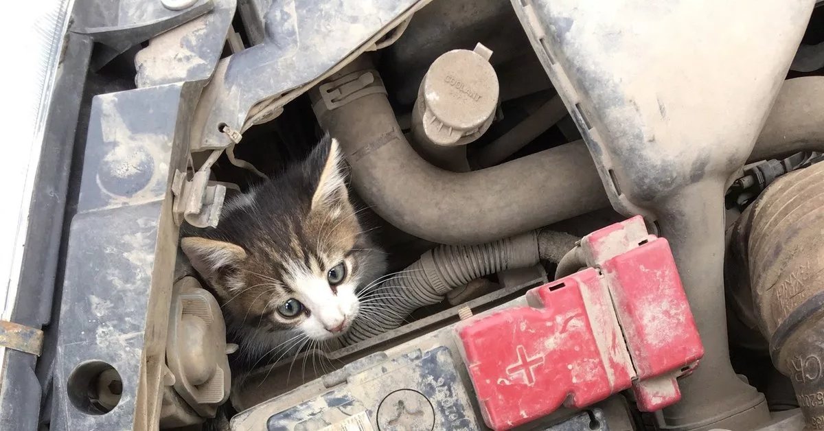 Кошка под капот. Котенок под капотом. Кот под капотом машины. Коты под машиной. Котенок под капотом авто.