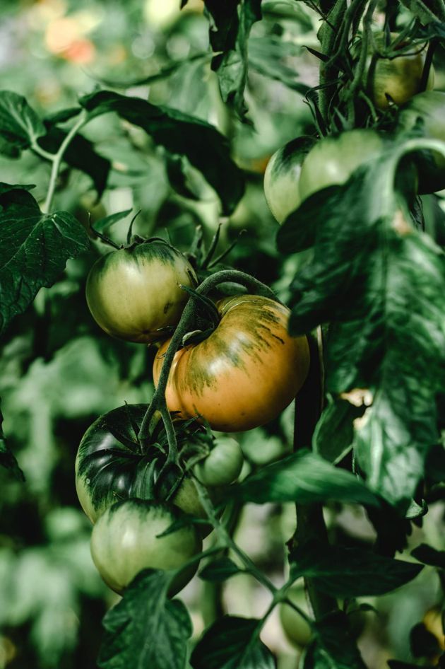 Чем полить и опрыскать рассаду томатов, чтобы плоды вырастали до двух раз крупнее