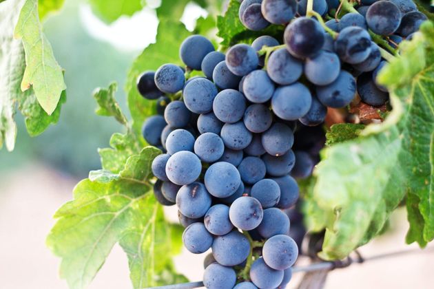 Способы и виды подкормки винограда