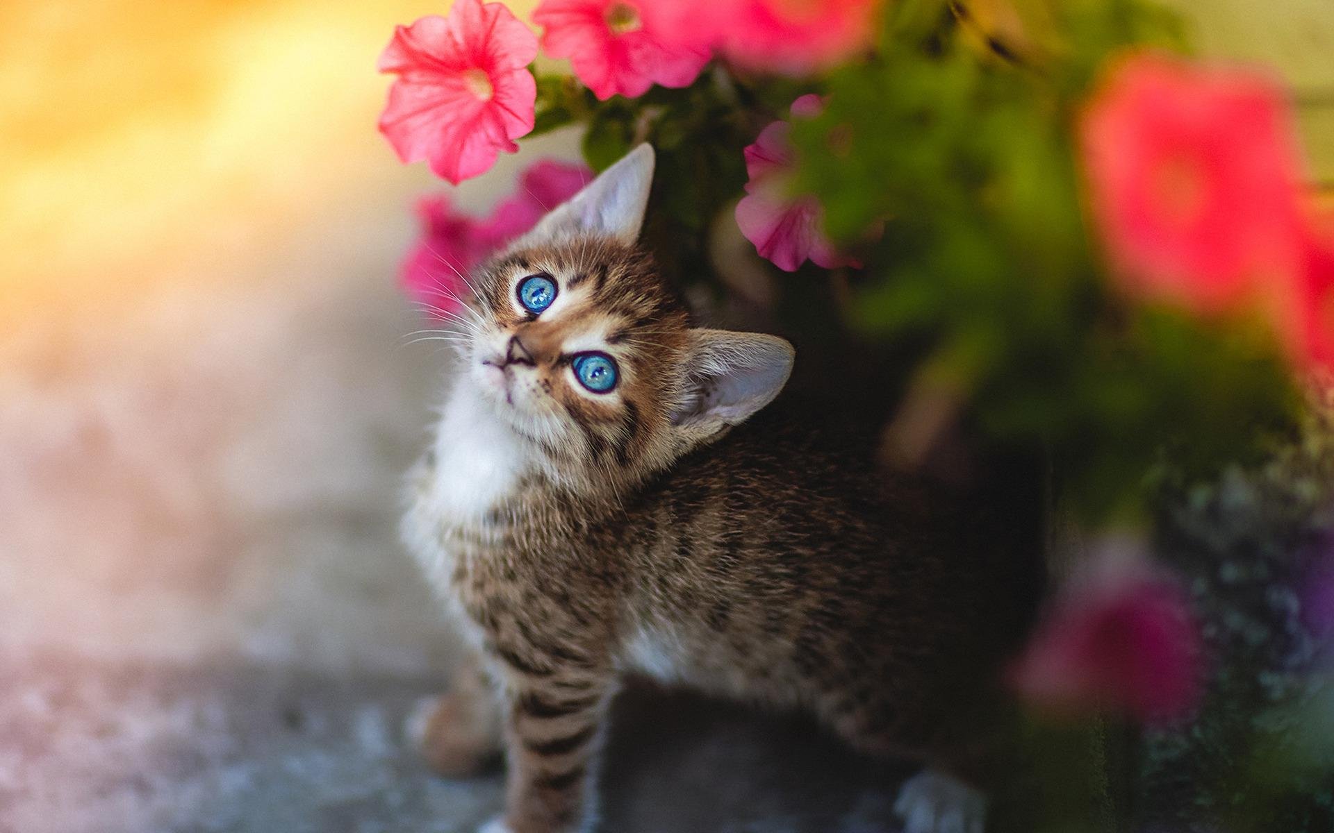 Красиво про кота. Красивые котята. Красивые кошки. Милые кошки. Котик в цветах.