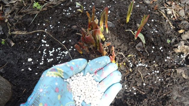 Чем подкормить пионы весной для хорошего роста и пышного цветения