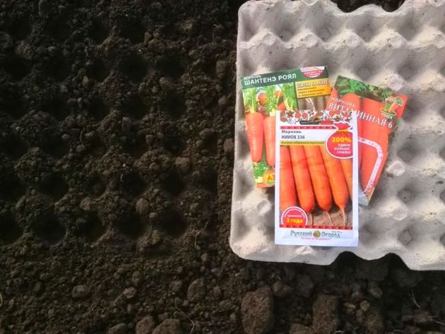5 способов посева моркови, которые помогут избежать прореживания всходов