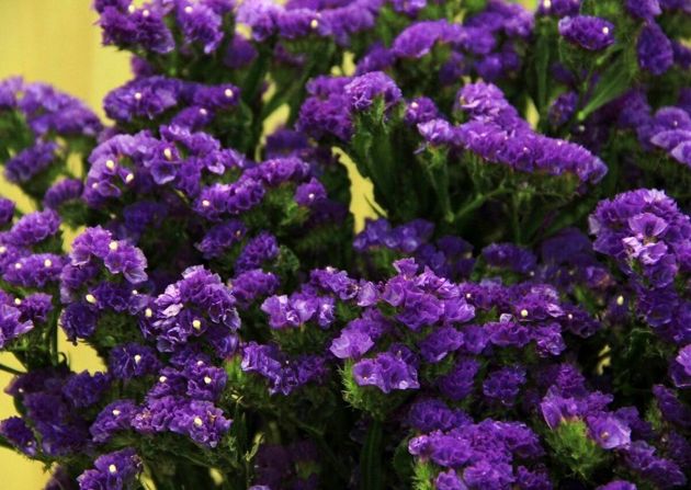 5 советов цветовода, чтобы вырастить красоту в своем саду – Лимониум