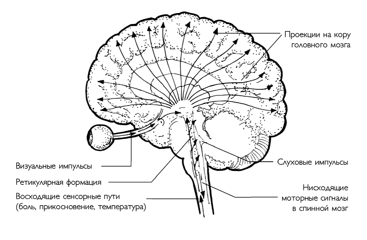 Проведенные на головном мозге. Ретикулярная формация головного мозга схема. Ретикулярная формация ствола мозга пути. Проводящие пути ретикулярной формации.