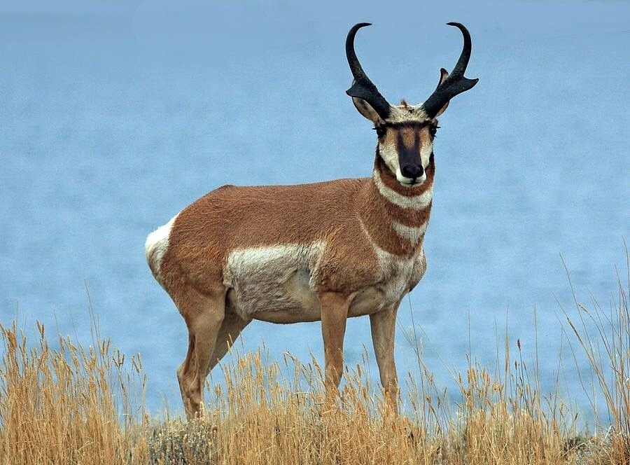  Pronghorn Antelope