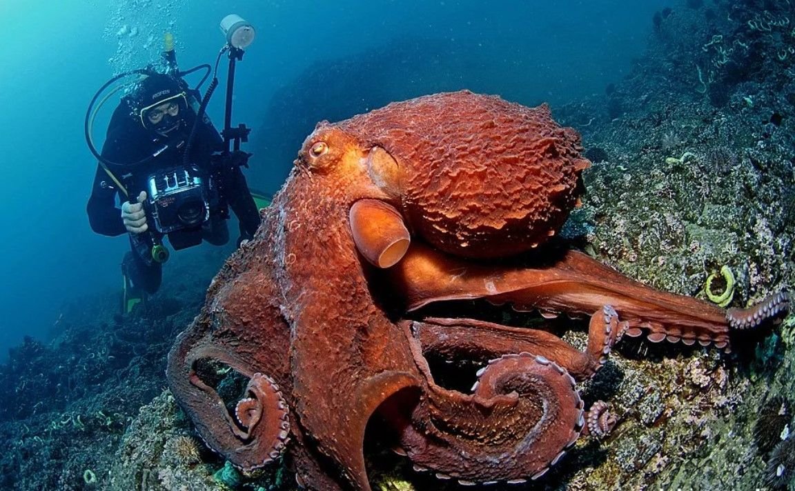 В глубоководных сообществах океана отсутствуют. Осьминог Дофлейна. Осьминог Дофлейна гигантский. Гигантский Тихоокеанский осьминог. Гигантский осьминог (Enteroctopus dofleini).