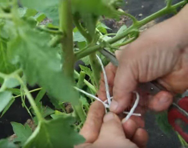 Способ подвязки томатов путем формирования свободной петли