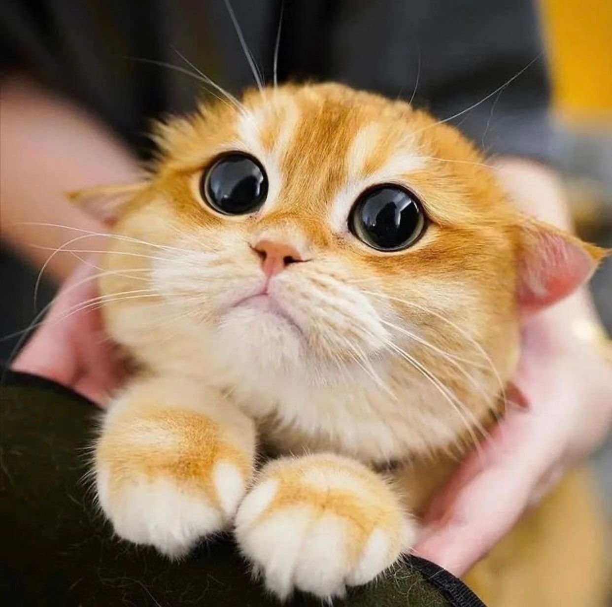 Котик в реальной жизни. Pisco Cat порода. Писко Золотая Британская шиншилла. Кот из Шрека. Котик с глазками.
