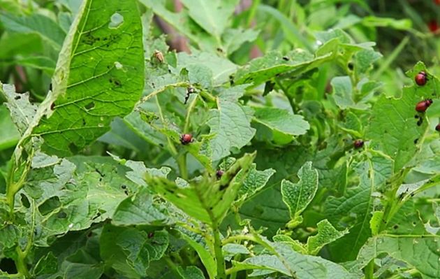 Два простых натуральных варианта, как защитить картофель и другие растения от колорадского жука
