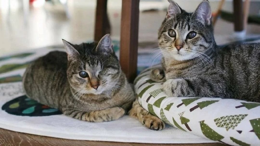 История о том, как неразлучные коты из улицы смогли смогли пережить все трудности и наконец то найти дом и любящих хозяев