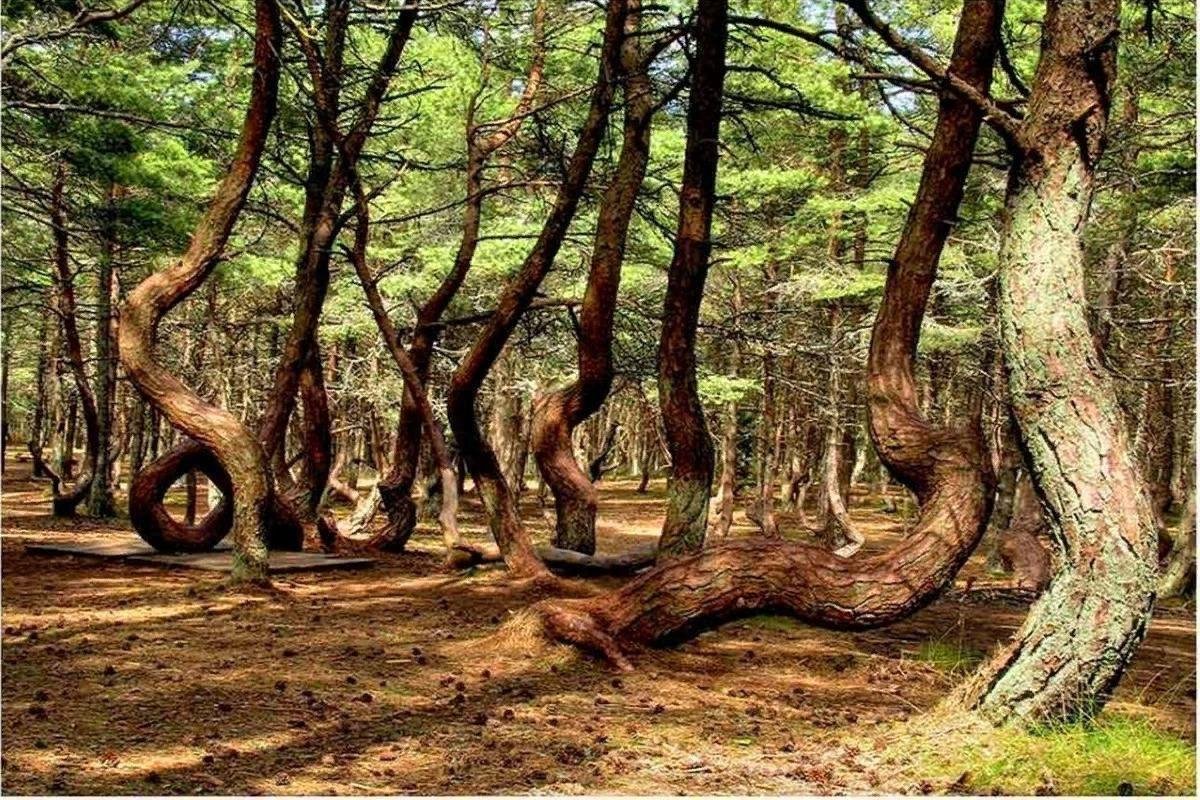 Пляшущий лес. Куршская коса Танцующий лес. Танцующий лес Калининград национальный парк.