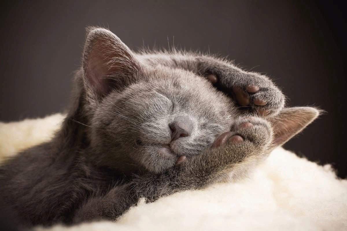 Мягкой легкой ночи. Спящие коты. Спящий котик. Спокойной ночи котики. Спокойный кот.