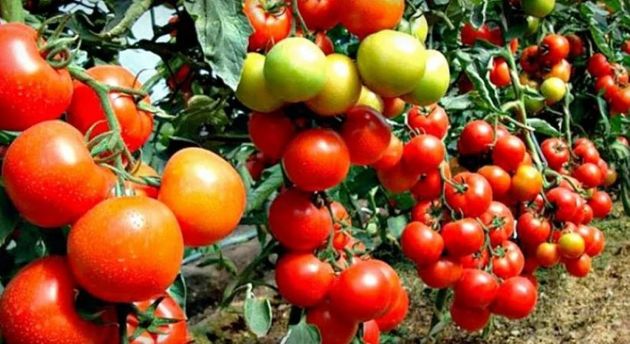 Обязательная подкормка томатов в августе, для завязывания новых плодов и защиты от фитофторы