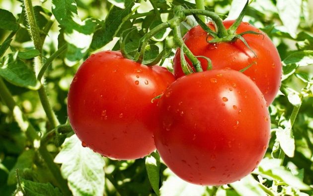 От чего зависит вкус и аромат помидор. Готовимся к дачному сезону вместе и получаем шикарный урожай