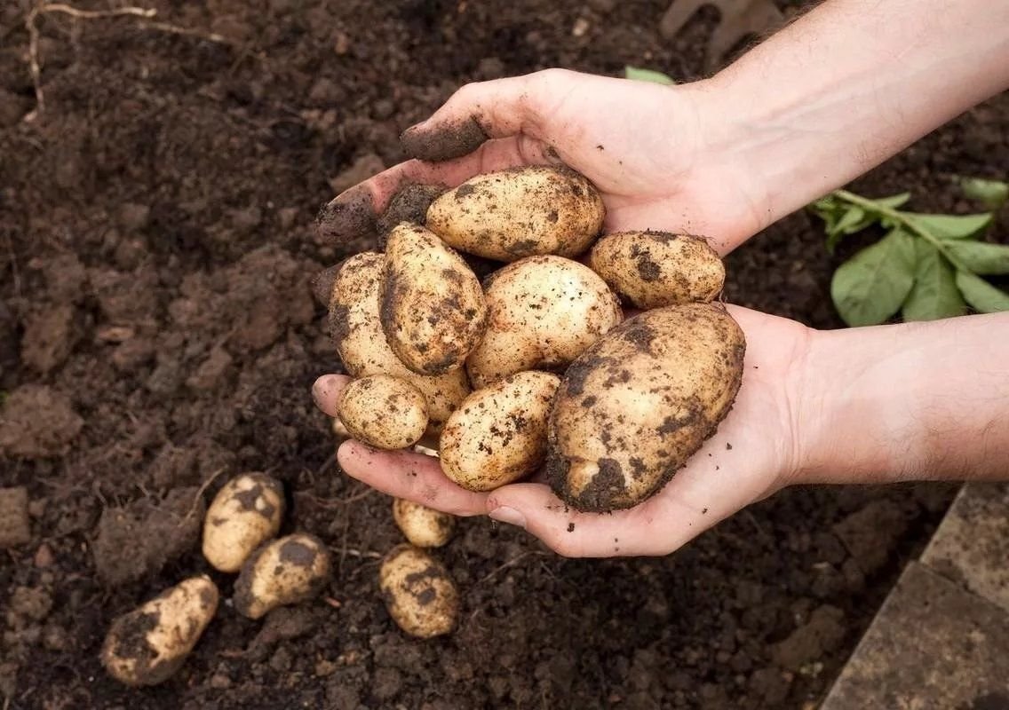 Первый урожай картофеля. Копать картошку. Выкапывание картошки. Уборка урожая картофеля. Копка картофеля.