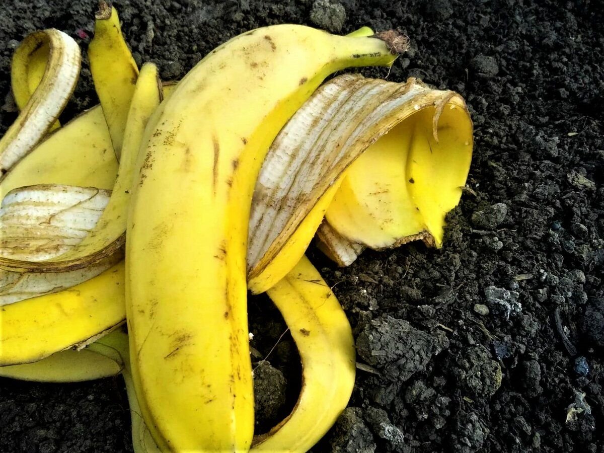 Кожура бананов для подкормки комнатных. Кожура банана. Цветок банана. Цветок большой похожий на банан. Шкурка от банана.