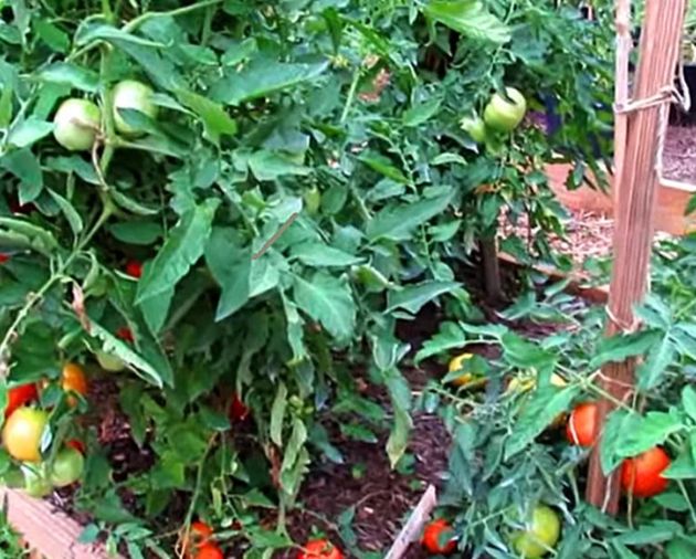 В июле помидорам и перцам нужна особая калийная подкормка для более лучшего плодоношения