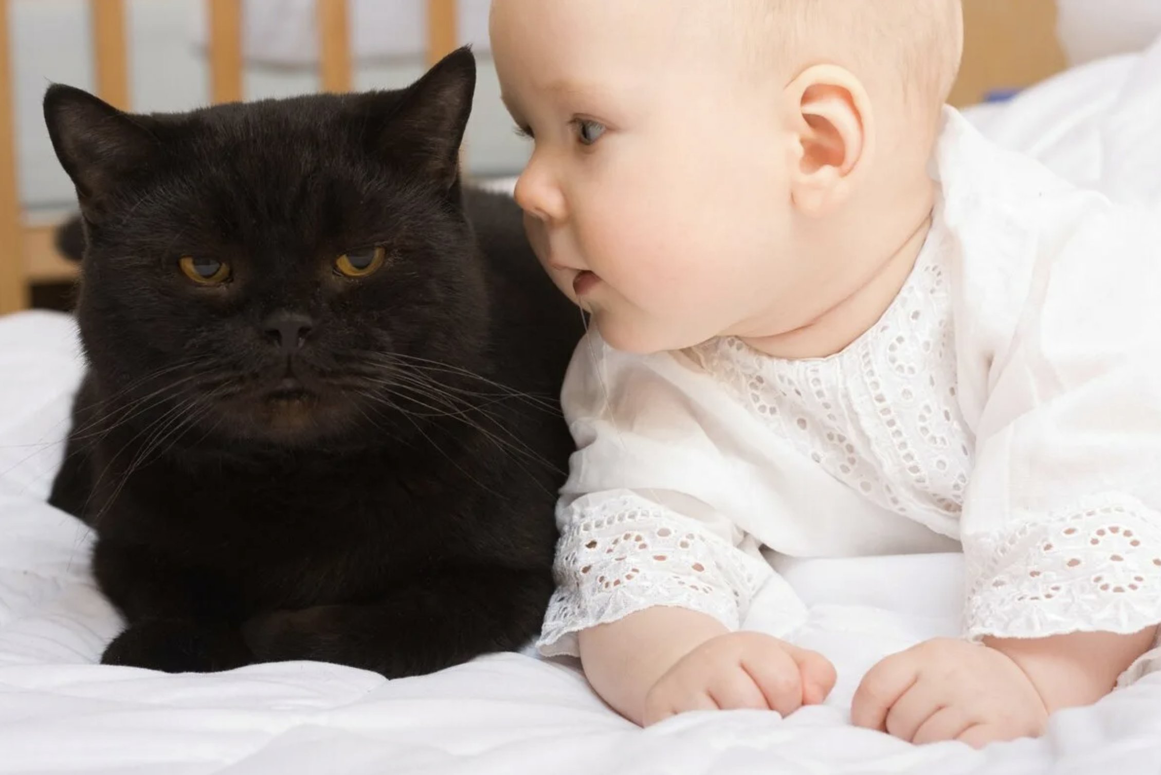 Кошка брата мам. Кошка для детей. Котёнок-ребёнок. Британская кошка и ребенок. Кот и младенец.