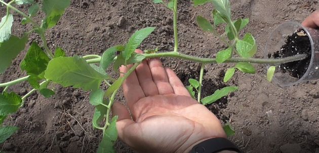Лучшего способа посадки томатов в теплице еще не придумали! Как выращивать томаты в теплице и собрать богатый урожай?