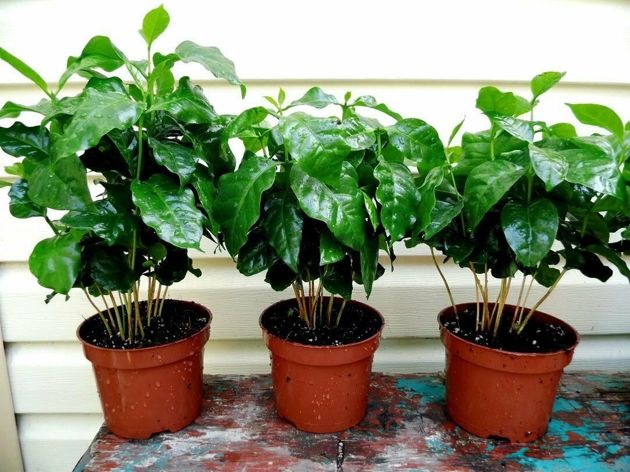 Зеленые лекари дома ( какие растения полезно выращивать в своей квартире)