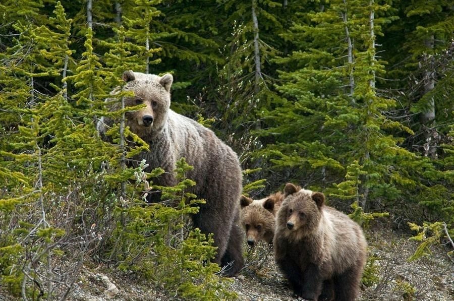Канадская рысь бурый медведь лось. Национальный парк Зюраткуль медведь. Медвежья гора Зюраткуль. Нац парк Зюраткуль фауна. Национальный парк Зюраткуль растительный мир.