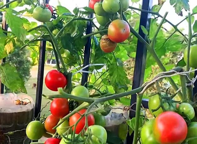 Натуральная августовская подкормка для томатов, которая позволяет им быстрее спеть и становиться слаще