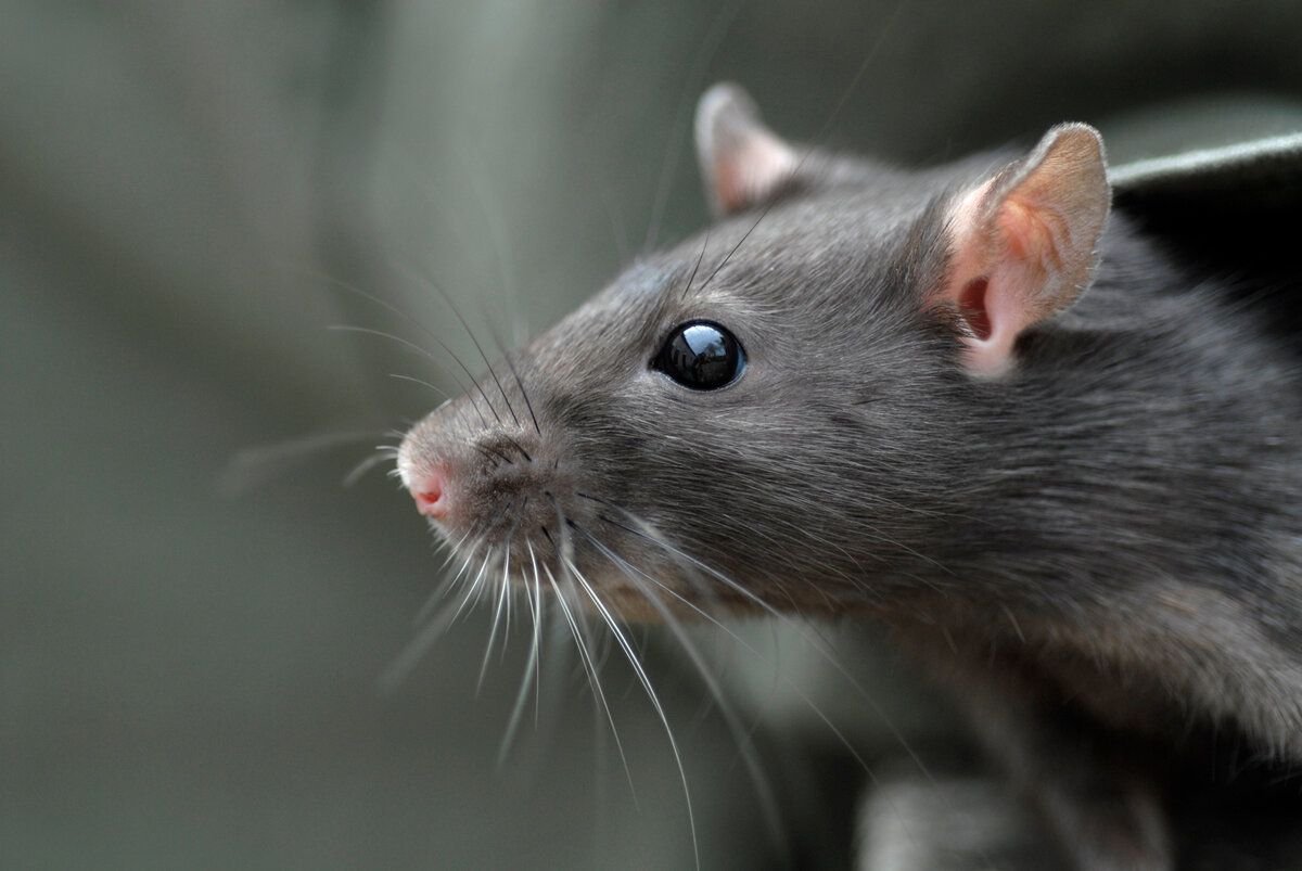 Звуки крыс и мышей слушать. Крыса. Норвежская крыса. Серая крыса. Любопытная крыса.