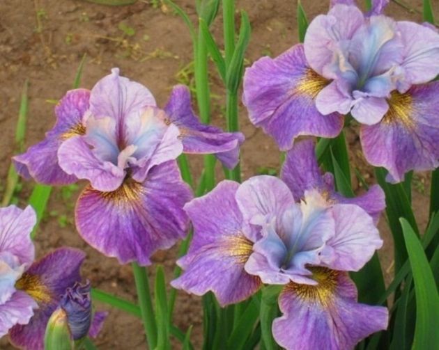 Красивые растения фиолетового оттенка для красивого сада