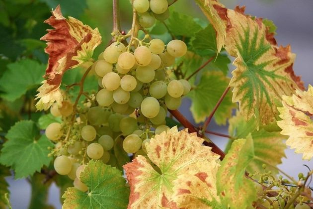 Как грамотно высадить виноград в открытый грунт