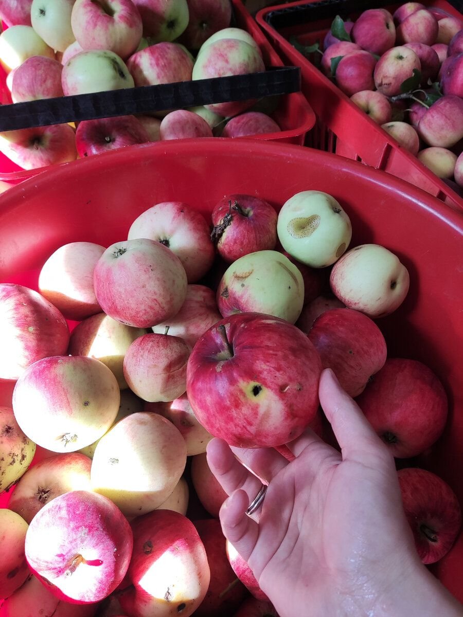 Раздаём бесплатно яблоки со своего участка, какие гости к нам пришли и почему так делать мы больше не будем