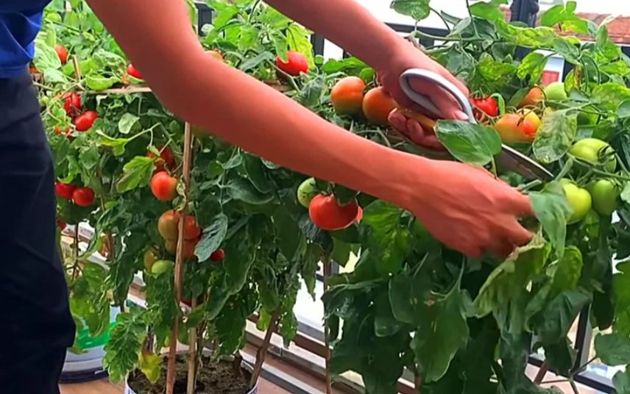 Обрезка листьев у томатов в августе по определённому правилу всегда помогает получить обильный и здоровый урожай
