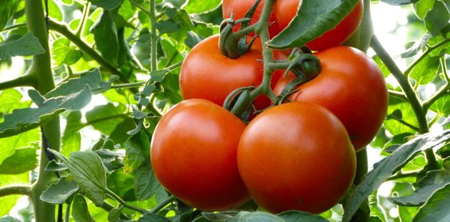 5 способов ускорить созревание томатов без применения химии