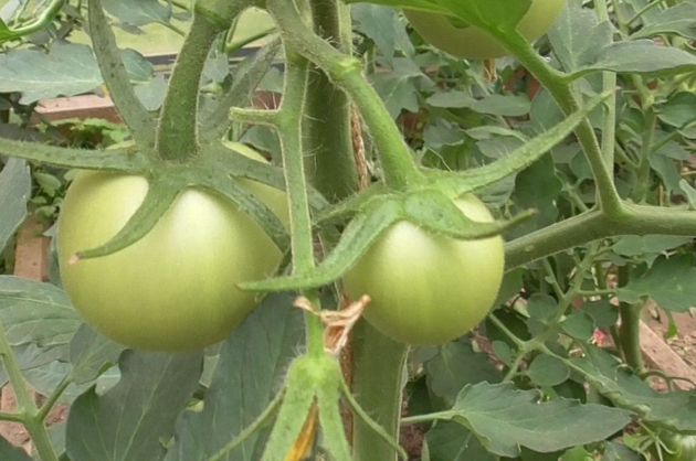 Безопасный способ защиты от фитофторы и других болезней на томатах и огурцах. Чем обработать от фитофторы томаты.