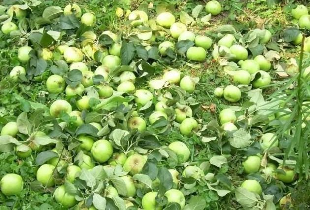 4 причины, по которым опадают незрелые яблоки: как это предотвратить