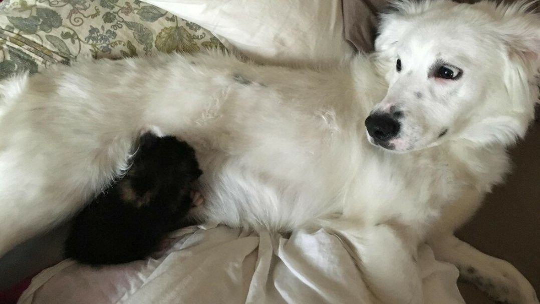 История о том, как пёс Бенни нашёл во время прогулки котёнка, который остался без матери и стал для него заботливым отцом