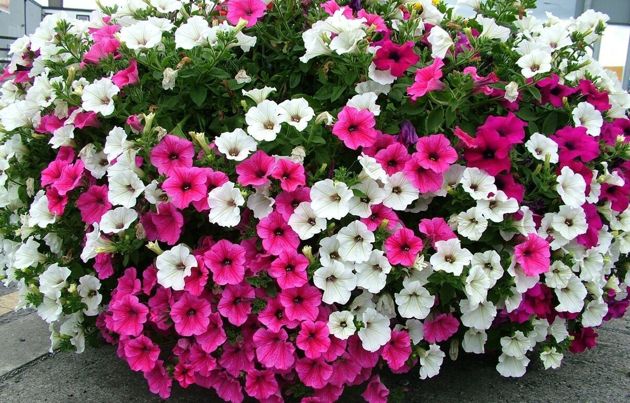 2 эффективные подкормки петунии в летний сезон для пышного цветения