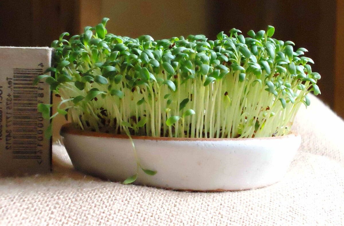 Как выращивать зелень в домашних условиях. Портулак микрозелень. Кресс-салат Обильнолистный. Микрозелень Кресс. Микрозелень Кресс-салат.