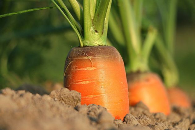 Может ли морковь расти на суглинке
