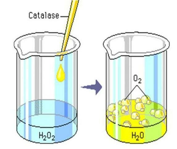 Пероксид водорода и картофель. Фермент каталаза и пероксид водорода. Действие фермента каталазы на пероксид водорода рисунок. Разложение пероксида водорода опыт. Каталаза и перекись водорода.