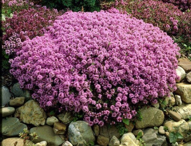 Красивые растения фиолетового оттенка для красивого сада