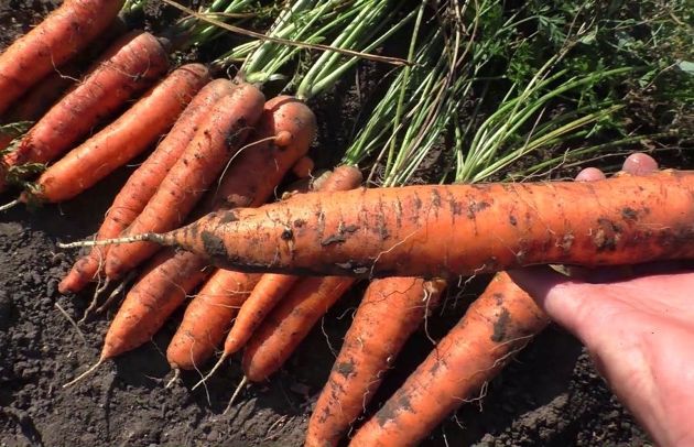 Важные сезонные подкормки моркови для богатого урожая
