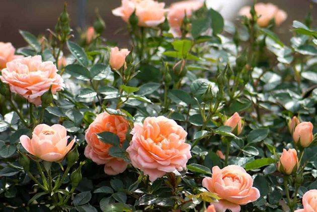 Подготовка роз к осени: 5 важных правил