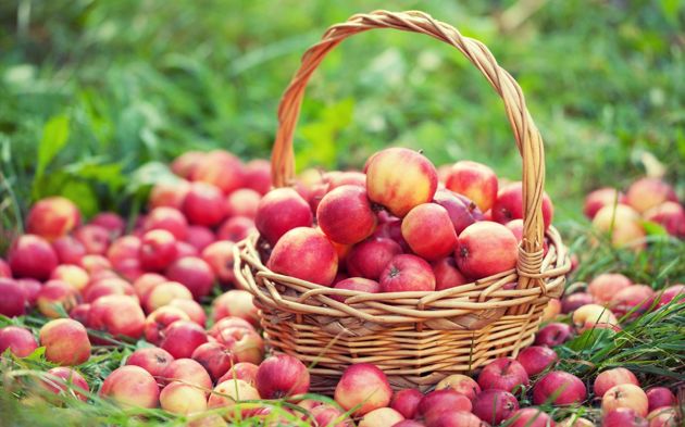 Как заставить яблоню давать большой урожай. Забытый многими, проверенный временем, эффективный и надёжный метод