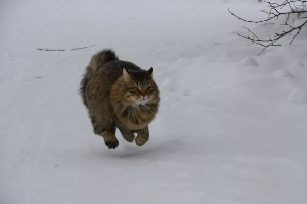 Поймать сбежавшего кота. Кот бежит. Кот убегает. Кот бежит по снегу. Сибирская кошка бежит.