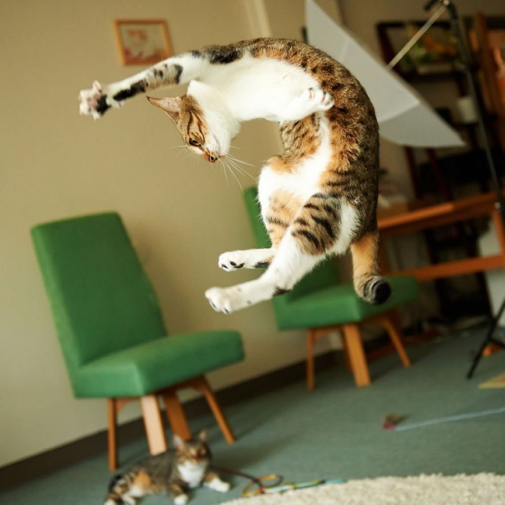 Веселое про кошек. Забавный кот. Смешные кошки. Кот в прыжке. Прикольный кот.